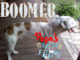boomer