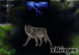 The Wolf