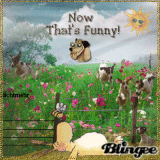 funny jumping dogs