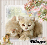 cats
