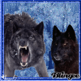 Night Of The Black Wolf