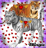 tigre