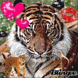 Tigerrr!!!!!!!!!!!!!!!!!!!!!!!!!!!......