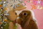 lopearbunnies