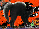 kitty, happy halloween