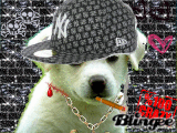 Le chiot voyou 
