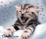 gattino coccolotto