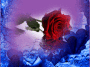 une rose pour toi... une rose pour toi...