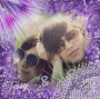 Jessy & Debby[Violet&Purple]By Deborah