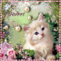 Sweet cat Sweet cat