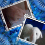 ♥ My sweet rabbit Miki ♥ [ I ♥ you (: ] 