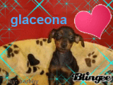 Cachorro pinscher miniatura