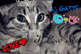 ★il mondo dei gatti★