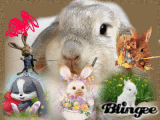 bunny