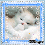 Oh My Sweet Kitty