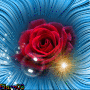 Beautiful Rose And Clear Bubbles - Elarn03