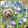 SWEET LITTLE SAMMY!R.I.P 2.06.2011