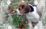 k9angel k9angel