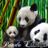 panda love