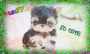 Yorkie :3