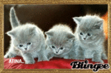 NE SONT T'IL PAS MIGNON CES 3PETITS CHATONS