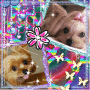 Adorable Puppies!