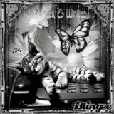 Dreaming cat / black & white