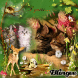 Gatti Matti Immagini P 1 Di 116 Blingee Com