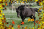 Limas´Freunde