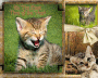 Chaton automne