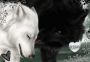 black wolf