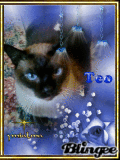 Teo mi lindo gato (ymialma)