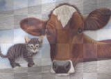 la vache er le chaton 
