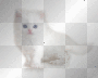 tiere ludmilla1959