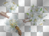 • ● white Flower & Bee ~ by Nina ● •