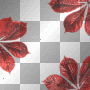 red leaves frame