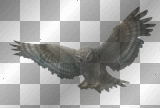 Fantasy bird birds owl