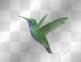 colibri 