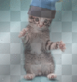 dancing cat