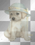 MELBA PERRO