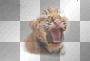 baby tiger