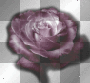 Rose - onedream Rose - onedream