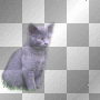 cat cat