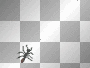 SPIDER,TRANSPARENT.p.ed.