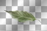 artemia