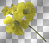 flores amarillo yellow ymialma flowers