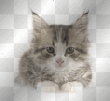 gatito gato cat ymialma