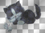 gifs gato raton cat ymialma