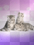 Luna, Batuffolo e Stellina