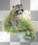 raccon